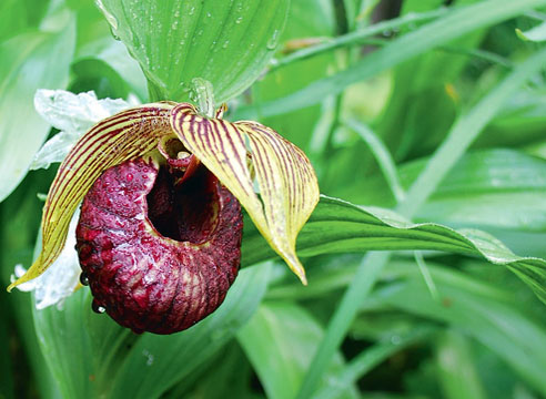 Черевичок тибетський (Cypripedium tibeticum) - кремезна (25-30 см) орхідея зі злегка опушеними листям і великим одиночним квіткою з фіолетово-шоколадною широкої губою і смугастими бічними пелюстками оцвітини і вітрилом
