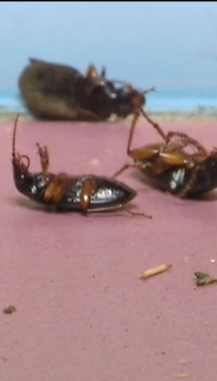 Люди почали війну з комахами, але переважання на стороні жуків
